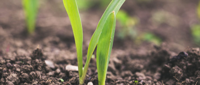 Agriculture Ozone